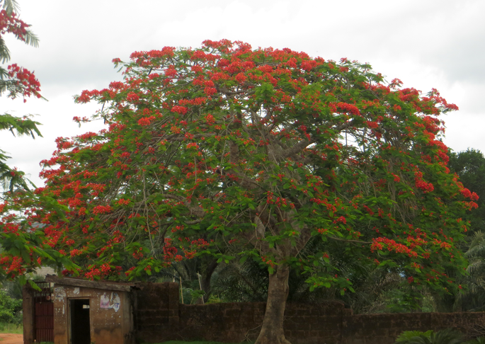 1 ein Baum, der in Flammen steht