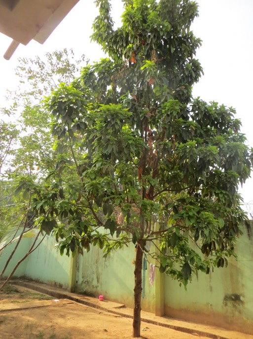 11 Avocado - ca. 7 m hoch