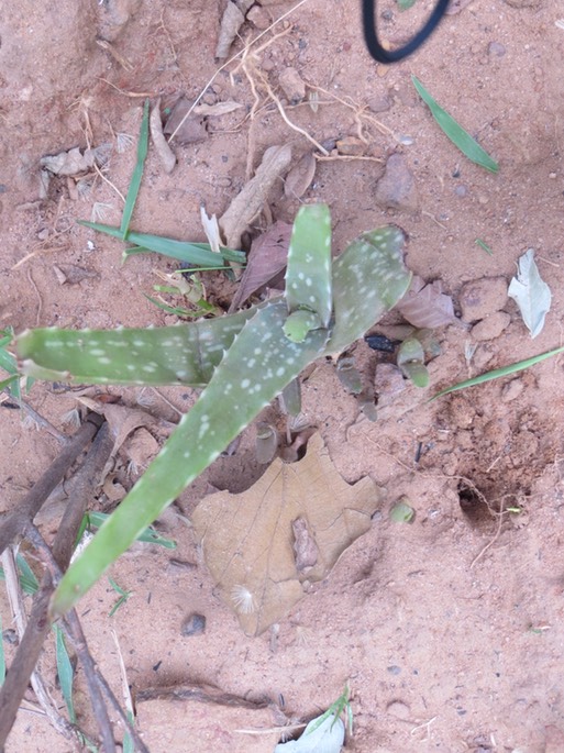 12 Aloe Vera