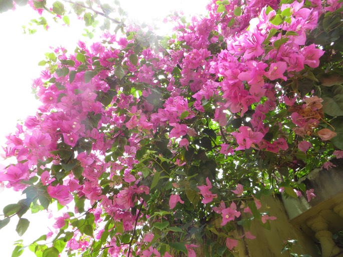 14 unsere Bougainvillea - ein Traum in Pink