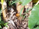 19 Nest in der Bananenstaude