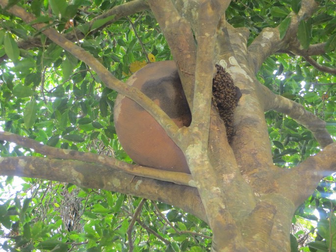 2 a Bienenzucht auf dem Dorf in Igbo-Land