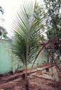 Kokosnuss - iorgendwann