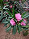 Pinker Oleander, erste Blüten